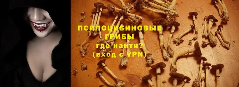 Псилоцибиновые грибы Cubensis  даркнет сайт  мориарти официальный сайт  Куровское 